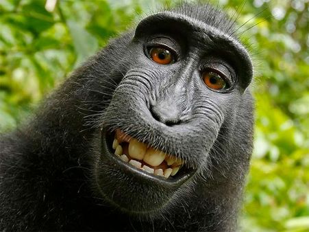 Monkey loses selfie copyright dispute against man, thanks to US court