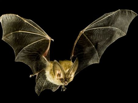 No trace of Nipah virus in Himachal clarifies officer