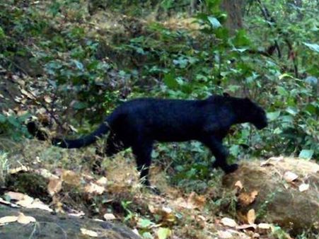 Rare black panther spotted in Odisha, check it out here