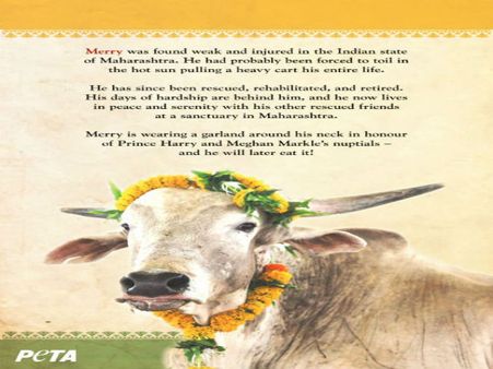 When Harry weds Meghan, PETA India has a special gift, Merry, for the royal couple
