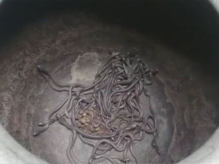 More than 100 baby cobras found in labourer's house in Odisha