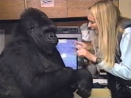 Koko, the world’s beloved ‘talking gorilla’, dies at 46