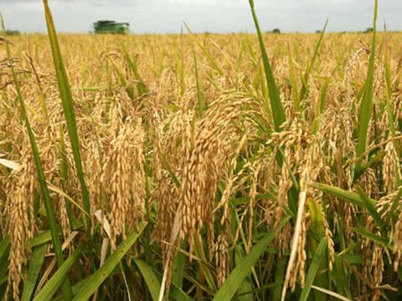 Chhattisgarh gets award for producing 28.68% more crops than last year