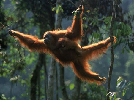 World’s oldest Sumatran orangutan dies at 62; survived by 11 children; 54 descendants