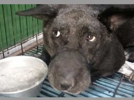 Burari death case: After 22 days, the lone survivor dog dies of heart attack