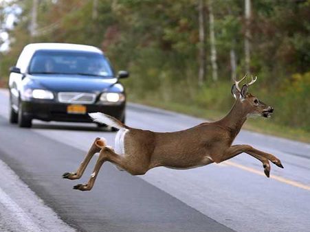 Belgium: Drivers on roads told to be careful because of sexually charged deer