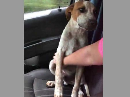 This rescued stray dog knows how to thank its saviour & it makes us all cry