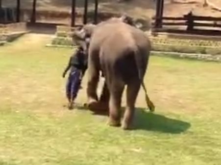 Don’t dare mess with my mahout! Elephant rushes to caretaker’s help after seeing him being ‘attacked