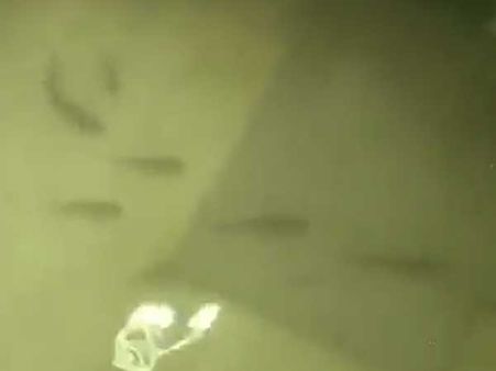 Watch: Fishes seen swimming in waterlogged ICU ward of NMCH hospital