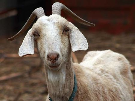 Goat named 'Lincoln' wins Mayor election in a US town, defeats 'Sammie' the dog