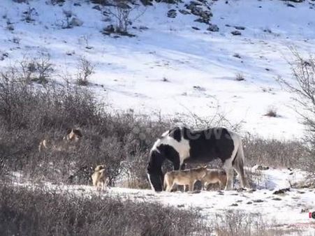 Video: Horse is so obsessed with snow that it forgets the danger lurking around