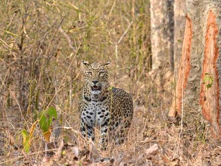 Leopards love cattle, goats more than forest prey: Here is why
