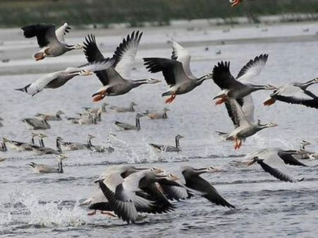 Odisha: Residential water birds arrive for nesting