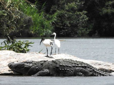 Boating at Ranganathittu bird sanctuary suspended