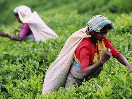 Big decrease in losses due to man-animal conflict: Study