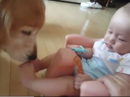 This dog is so well-mannered that it you have to see to believe it