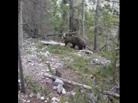 Bear stoned mercilessly, it tumbles off cliff into stream