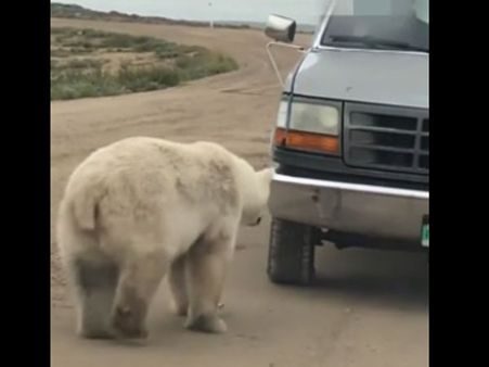 This cute polar bear sees ‘another polar bear’ on a reflective object and feels intrigued
