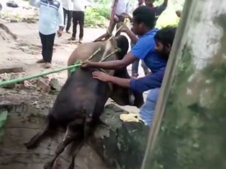 Rescuing a bull that fell 35 deep into a well isn’t easy but these UP villagers did it comfortably