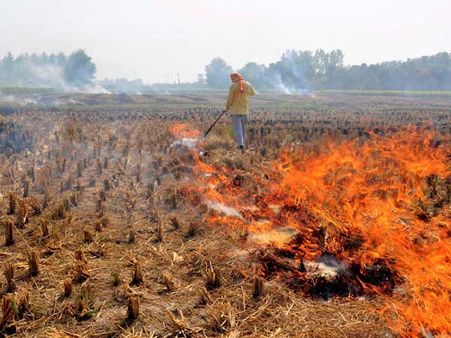 It takes just a matchstick: How Punjab’s farmers are dealing with paddy stubble