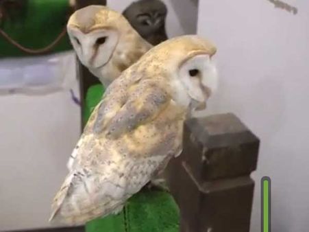 Japan’s restaurants are not doing justice to this sensitive bird, feel animal rights activists