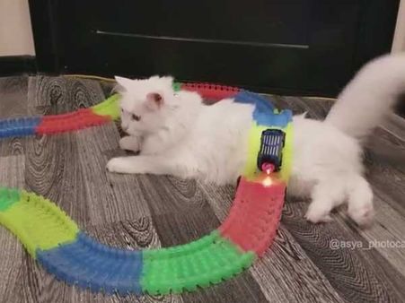 Cat gets run over by a car; yet it is cool and unmoved