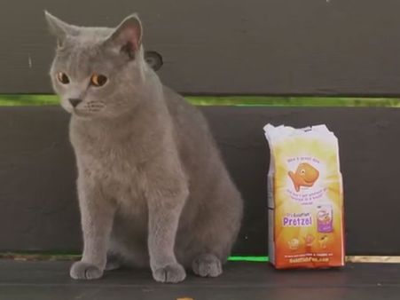 This cat is not afraid to teach the bullies a lesson; watch how it does it 