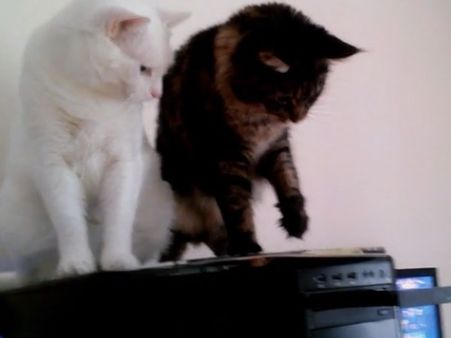 How’s that CD drive moving on its own? These two cats are simply clueless!