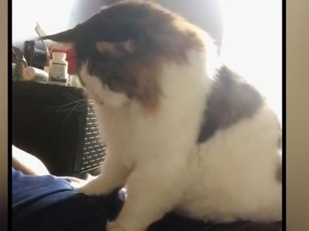 Know the reason why this cat is a celebrity in New York