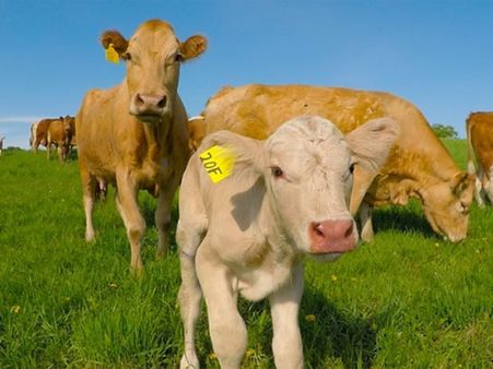 This cow asks a man to rescue her newborn calf from under an electric fence