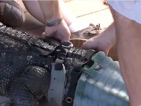 This Arizona alligator has a new body accessory