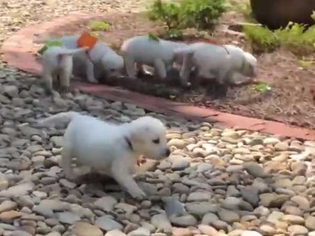 They are not human beings, yet they go to school with schoolbags on