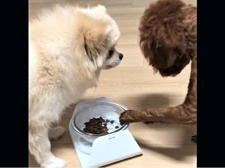 These puppies know the decorum of sharing food; do it politely and deserve a pat
