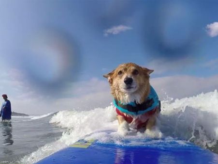 Water therapy saved this dog’s life and now it is an expert in surfing