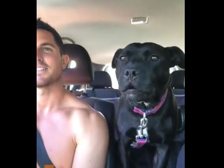 Heading for the beach, super exited dog ‘conveys’ message to its owner