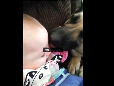 Slurp! Slurp! The German Shepherd is making the baby girl go hysteric