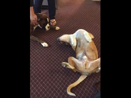 This dog can’t accept the fact that its buddy, another dog, is ‘dead’