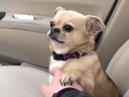 Little dog does not allow its owner to drive car and instead do this