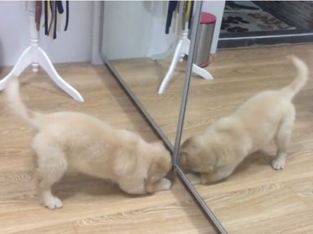 This puppy wants to touch its ‘opponent’ but can’t