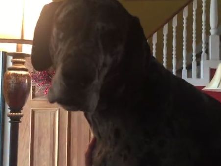 This dog feels very upset when told to give up chicken and eat only vegetables
