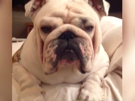 This bulldog is furious to know that all its candies were eaten; but its reaction is far from scary