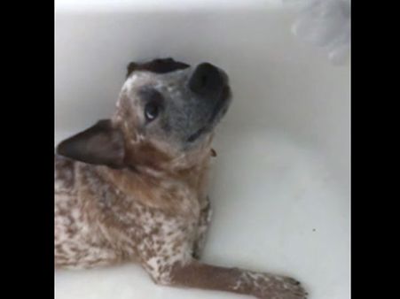 This puppy is upset when ordered to leave the bath tub