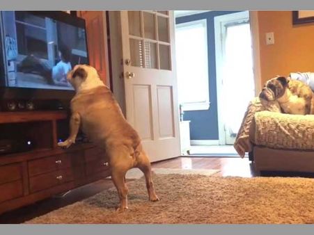 Bulldog prefers horror movie; reacts every time he sees the ghost scaring all