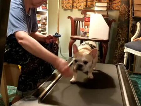 This cute dog does treadmill exercise but only when offered cookies
