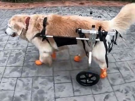 This dog can move again; watch the energy & excitement it has; even its friends are happy