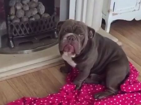 My award for most honest dog of the year goes to this cute bulldog