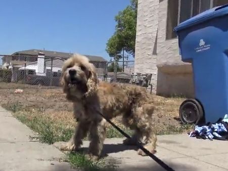 This homeless dog showed its gratitude after finding a shelter