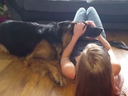 This huge dog is not finished with its naughtiness; watch!