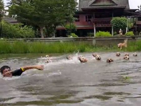 These Goldies love their master so much that they don’t mind doing this adventure