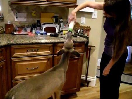 These women are unique as they invite a wild animal into their house